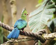 Turaco madár: a banánevők leírása és típusai