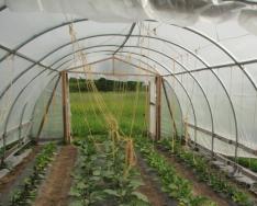 Példák zöldségtermesztési üzleti tervre