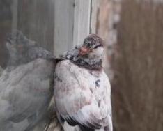 A sparrow flew into the house: what does the omen promise?