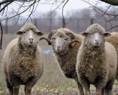 Description and productivity of the Grozny sheep breed