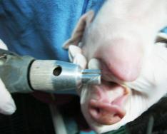 How to raise a piglet - advice for those who keep pigs