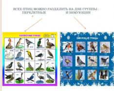 Migratory and wintering birds The work was carried out by a teacher-speech therapist of a municipal preschool educational institution of a combined kindergarten