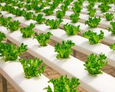 Példák zöldségtermesztési üzleti tervre