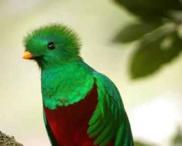 Symbol of freedom bird quetzal